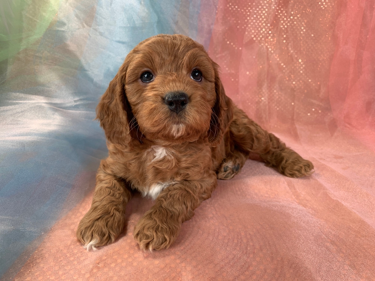 Dark Red Male Cockapoo Pup for Sale DOB 12-20-2021 $1200